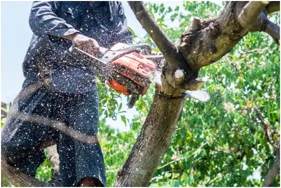 tree services Willow Park